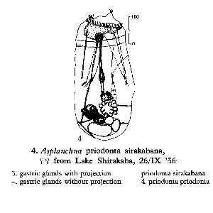 Sudzuki, M (1964): Hydrobiologia 23 p.18,77, pl.25, fig.4